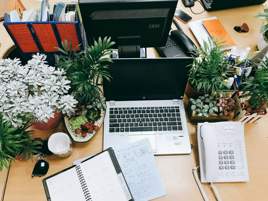 RECOMMENDED 8 TYPES OF PLANT FOR WORKING IN THE OFFICE